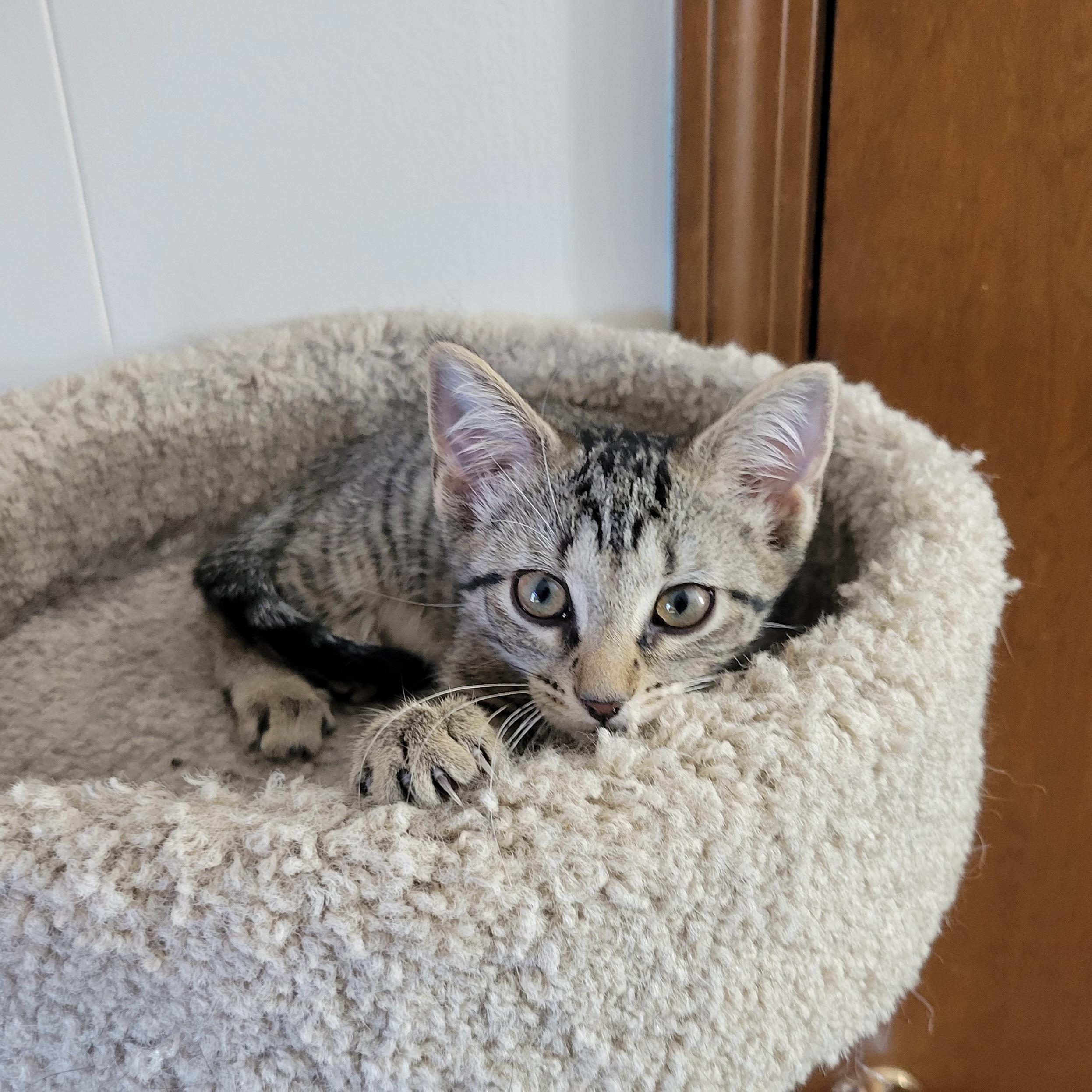 Ponyo, a Adoptable Domestic Short Hair in Walbridge, OH image 1/6