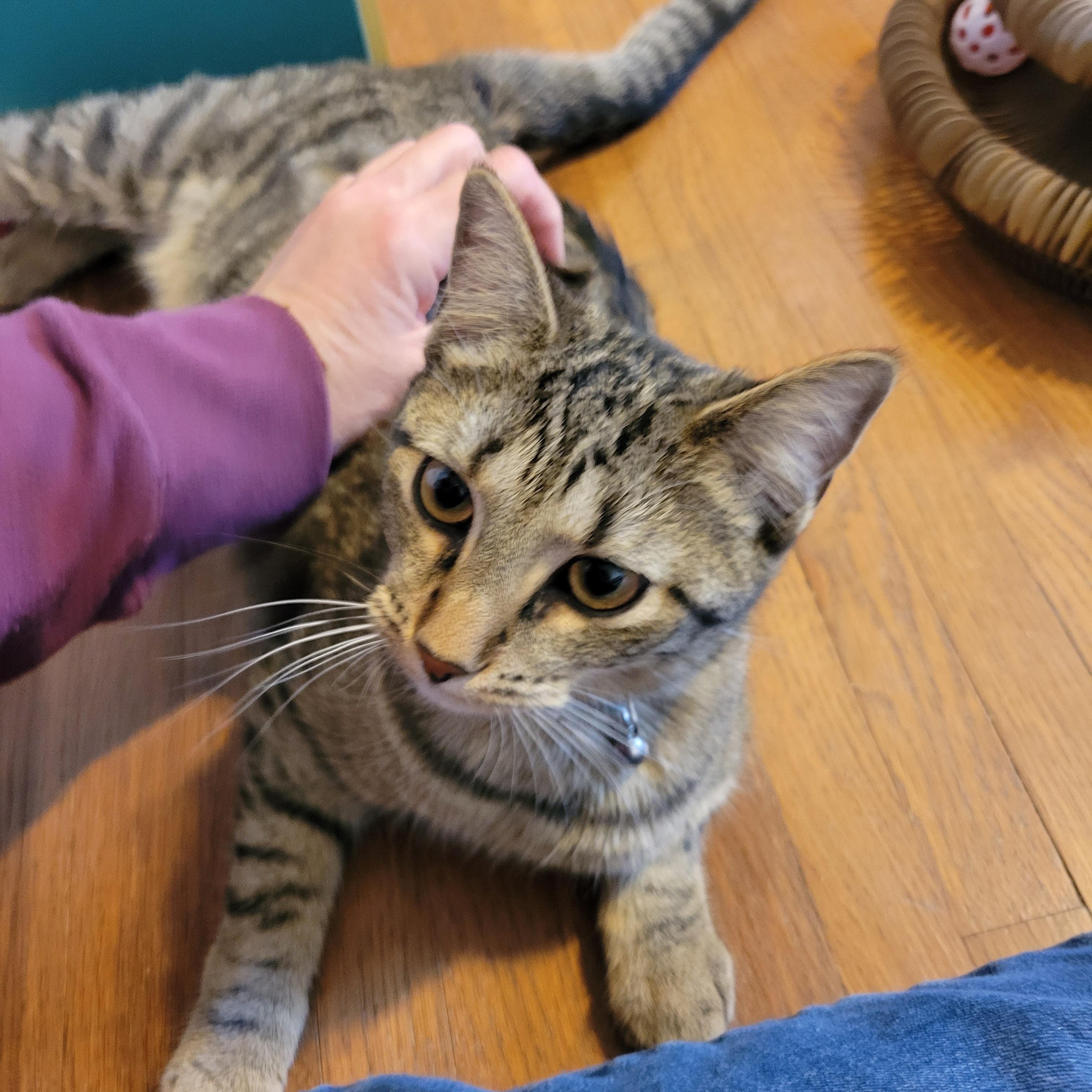 Enlarge Ponyo, a Adoptable Domestic Short Hair in Walbridge, OH image 6/6