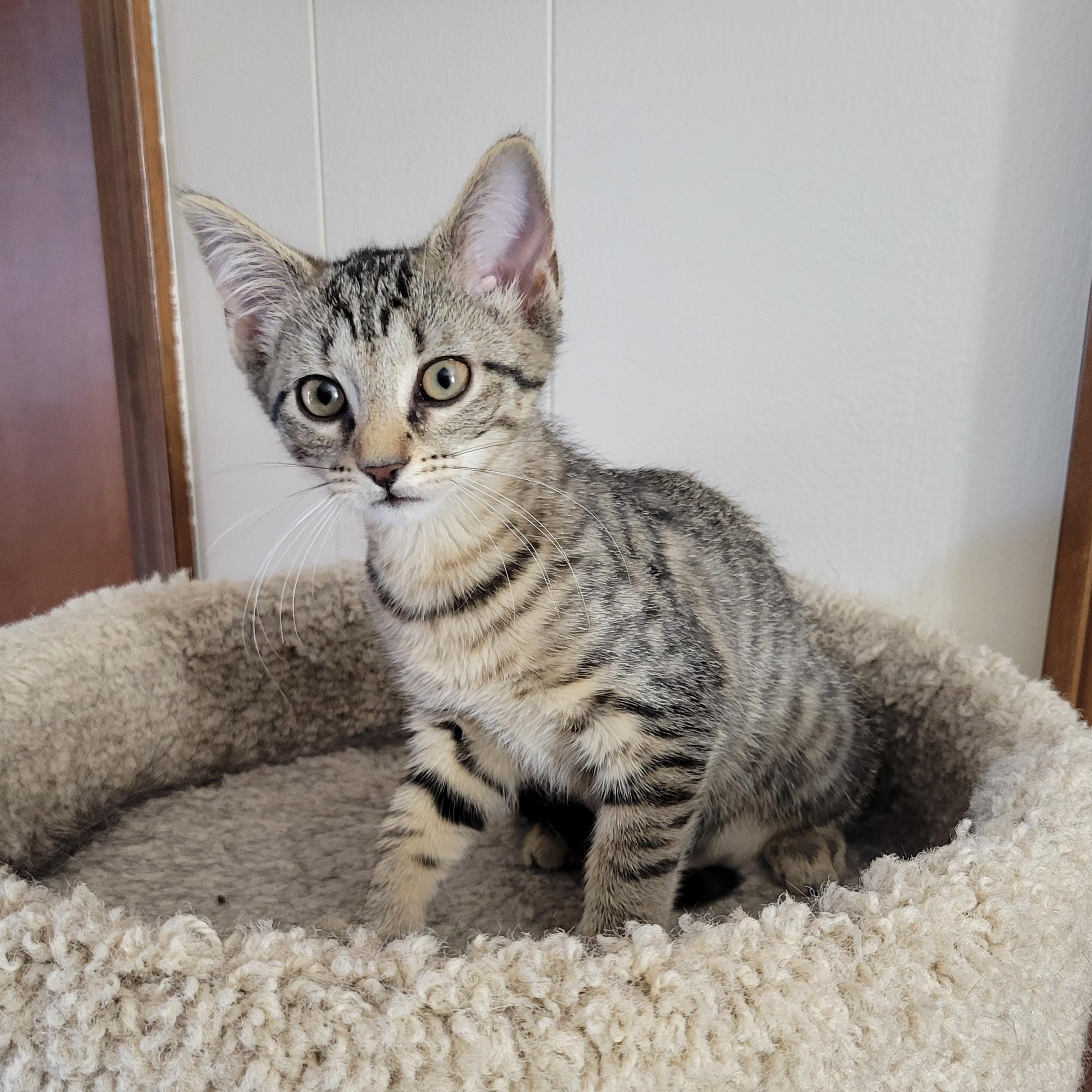 Ponyo, a Adoptable Domestic Short Hair in Walbridge, OH image 5/6