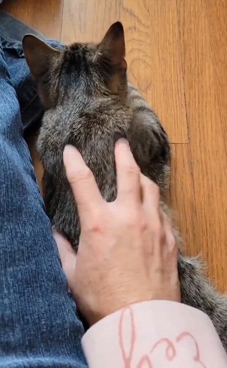 Enlarge Ponyo, a Adoptable Domestic Short Hair in Walbridge, OH video 4/6