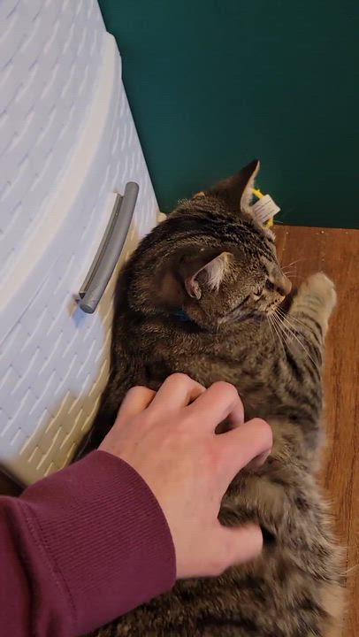 Enlarge Ponyo, a Adoptable Domestic Short Hair in Walbridge, OH video 3/6