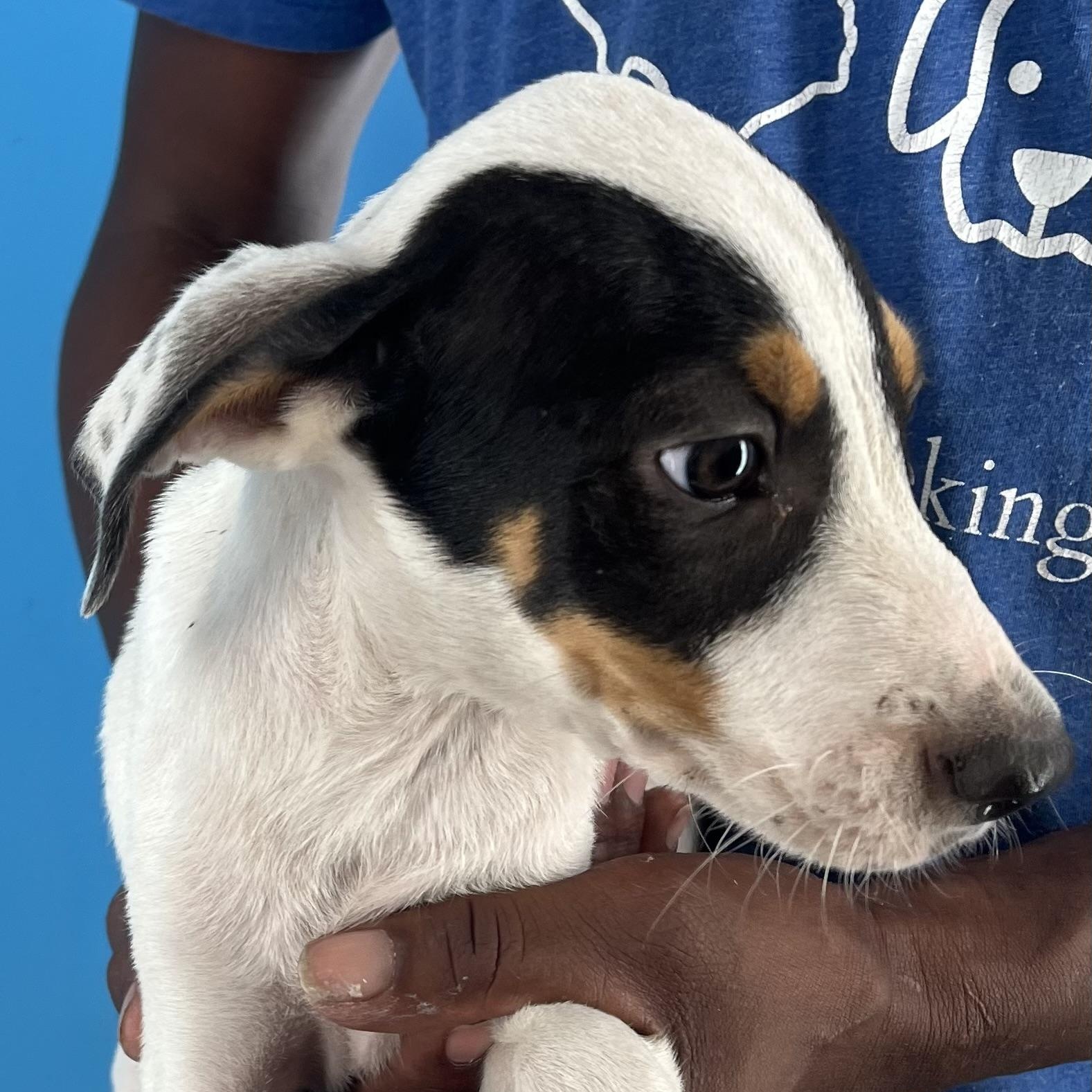 Enlarge Bingo - Local Dec 19-21, a Adoptable mixed breed in Beaverton , OR image 2/6