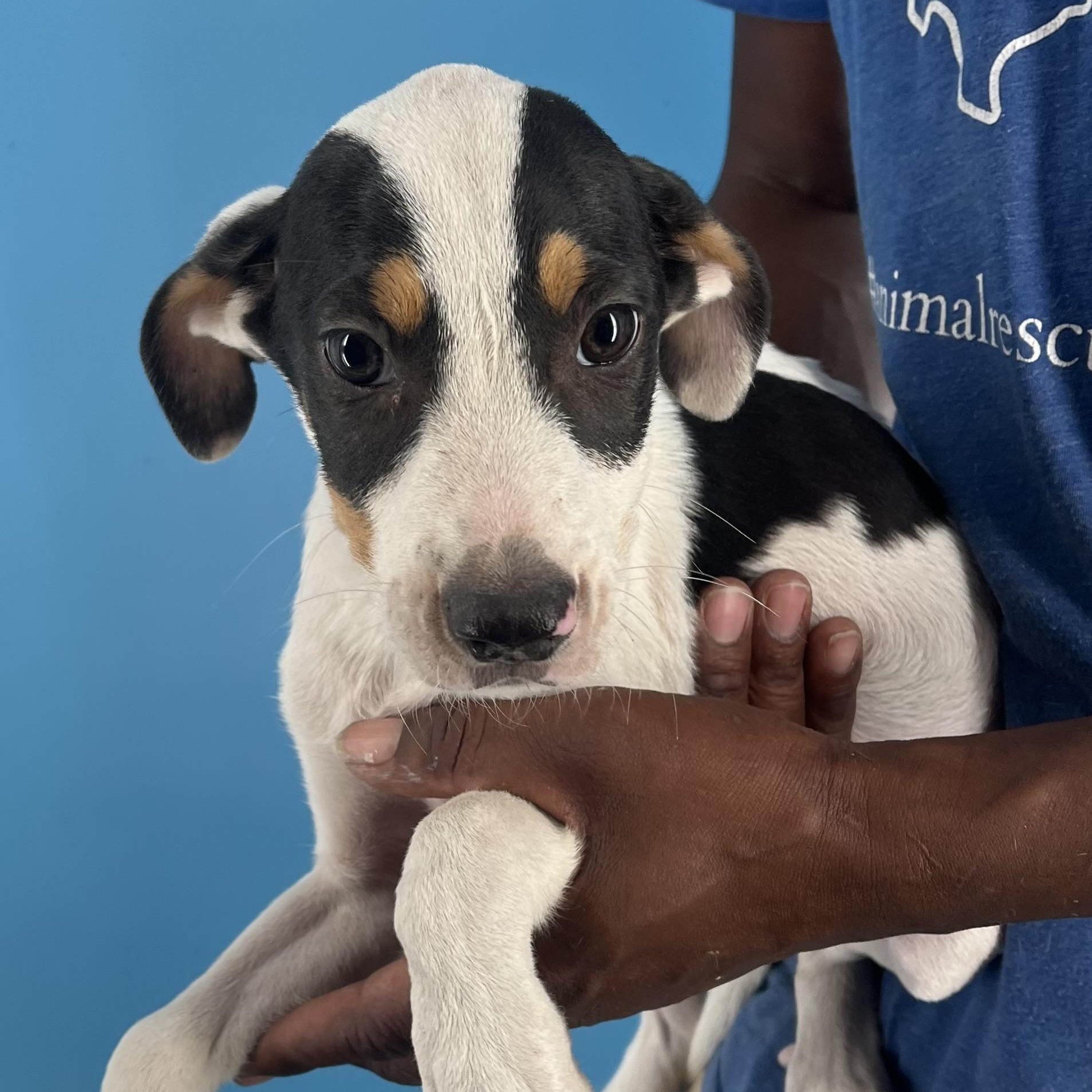 Enlarge Bingo - Local Dec 19-21, a Adoptable mixed breed in Beaverton , OR image 1/6