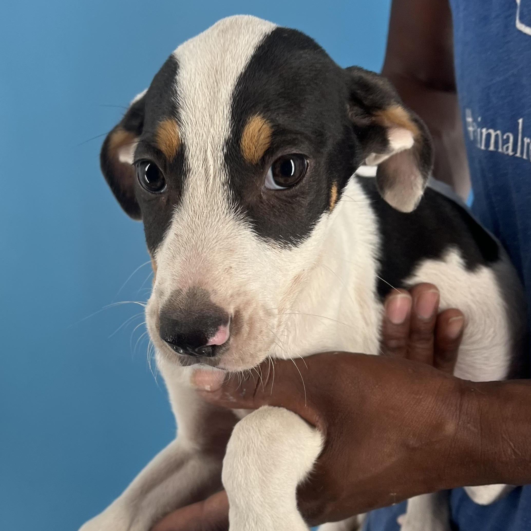 Enlarge Bingo - Local Dec 19-21, a Adoptable mixed breed in Beaverton , OR image 6/6