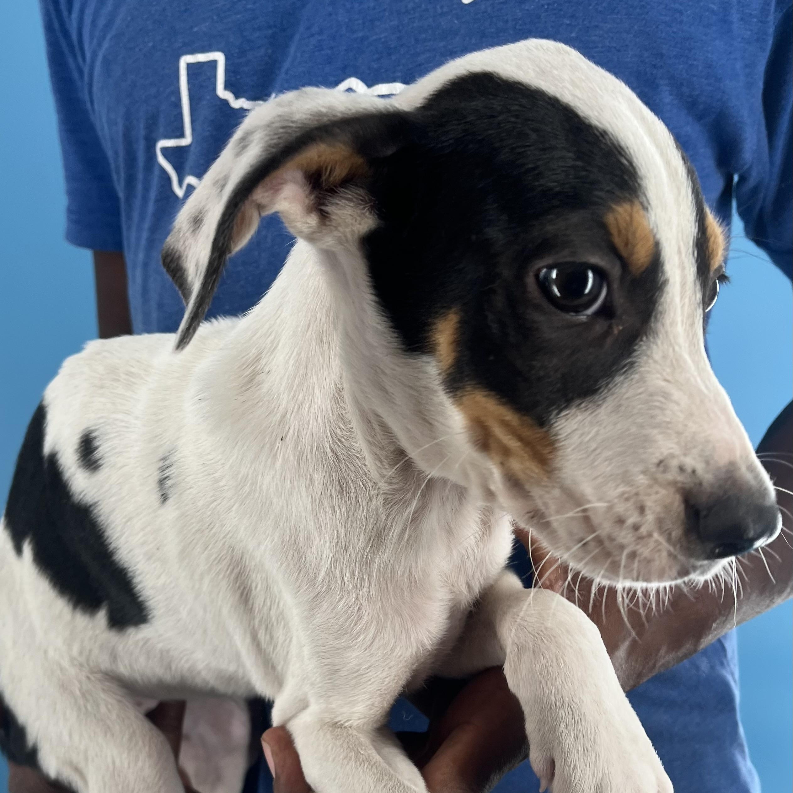 Enlarge Bingo - Local Dec 19-21, a Adoptable mixed breed in Beaverton , OR image 3/6