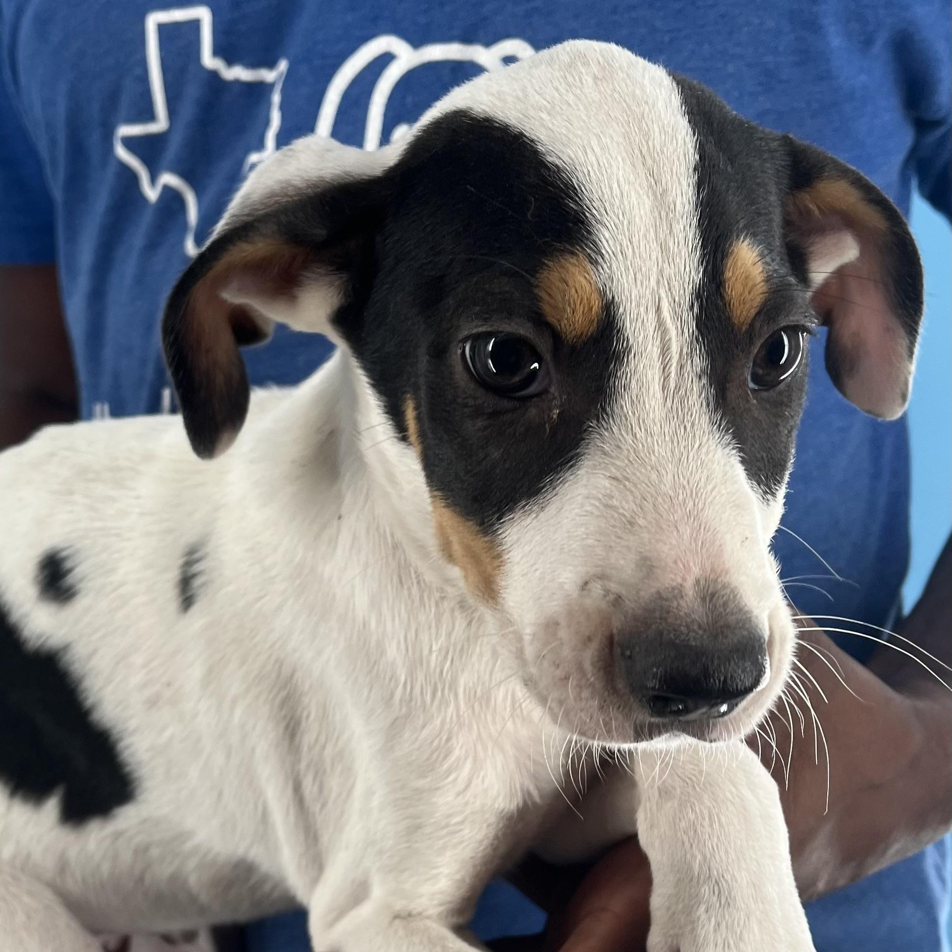 Enlarge Bingo - Local Dec 19-21, a Adoptable mixed breed in Beaverton , OR image 4/6