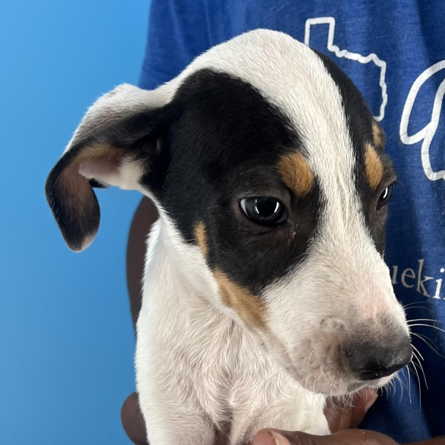 Enlarge Bingo - Local Dec 19-21, a Adoptable mixed breed in Beaverton , OR image 5/6