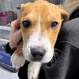 Enlarge Ambo, a Adoptable mixed breed image 1/1