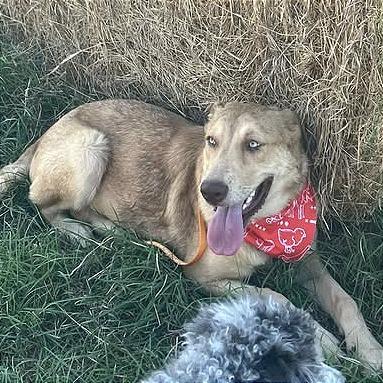 Sully, Adoptable, Young Male Catahoula Leopard Dog & Mixed Breed.