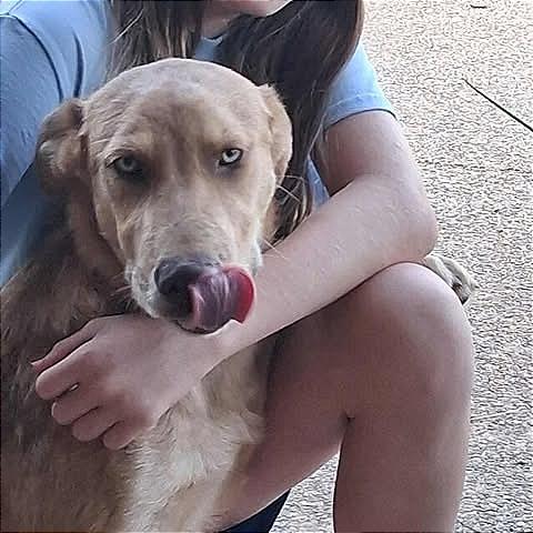 Enlarge Sully, a Adoptable mixed breed in Weatherford, TX image 2/6