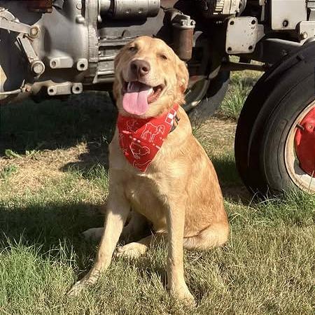 Enlarge Sully, a Adoptable mixed breed in Weatherford, TX image 4/6