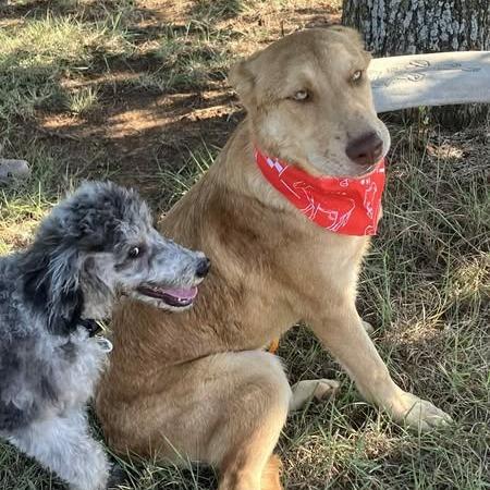 Enlarge Sully, a Adoptable mixed breed in Weatherford, TX image 5/6