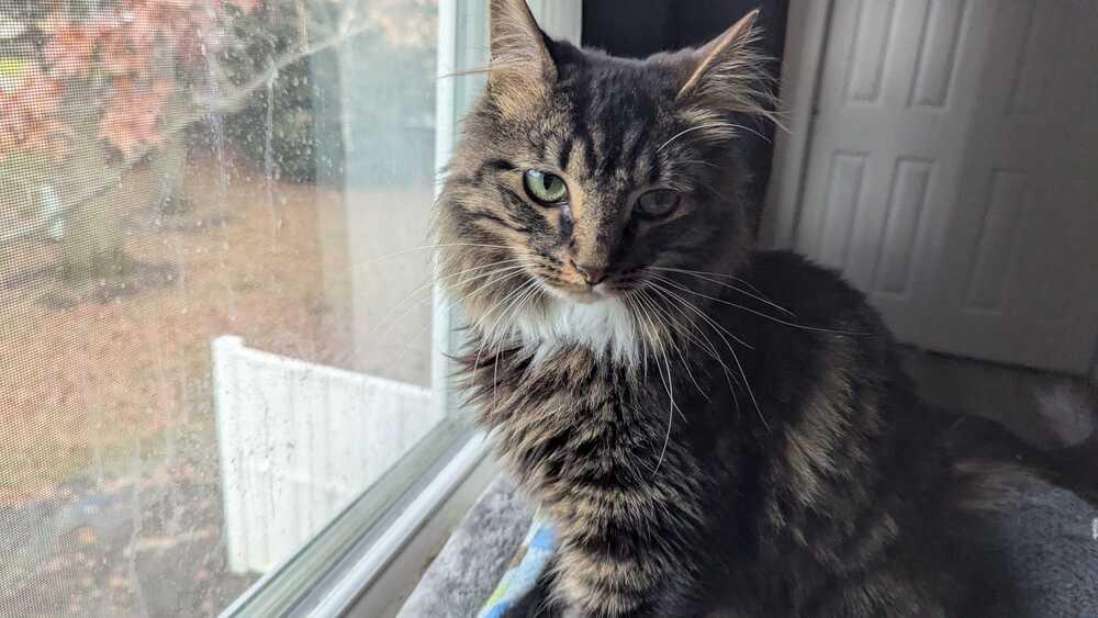 Isaiah, Adoptable, Adult Male Domestic Long Hair.