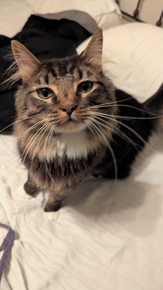 Isaiah, a Adoptable Domestic Long Hair in Milltown, NJ image 3/3