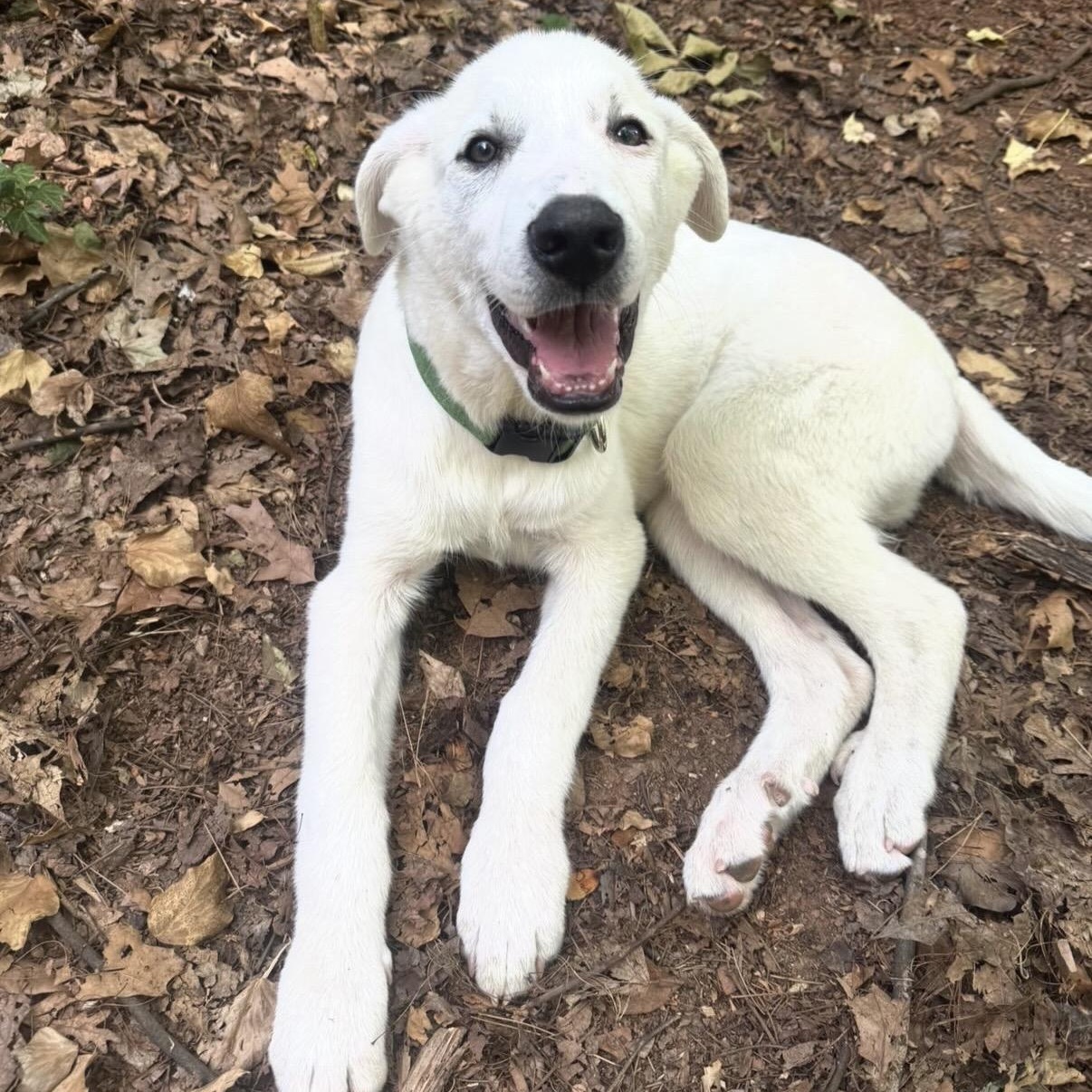 Enlarge Miller, a Adoptable mixed breed in Charlotte, NC image 3/5