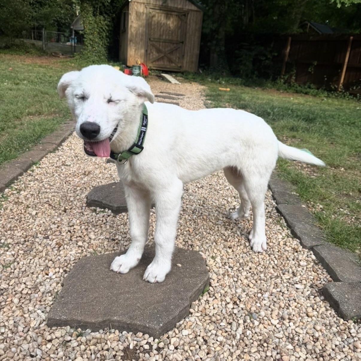 Enlarge Miller, a Adoptable mixed breed in Charlotte, NC image 5/5
