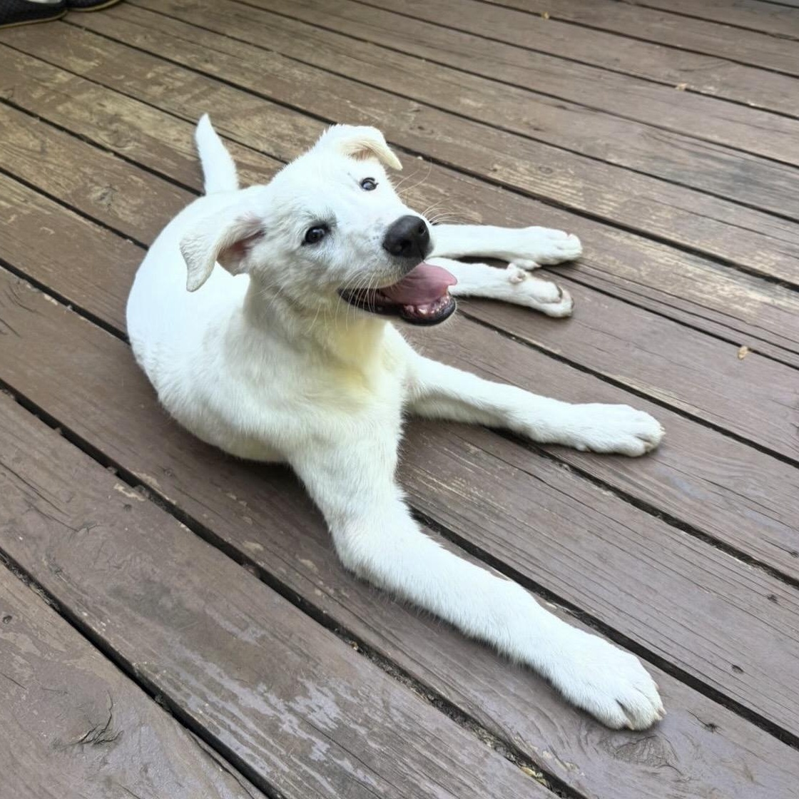 Enlarge Miller, a Adoptable mixed breed in Charlotte, NC image 1/5