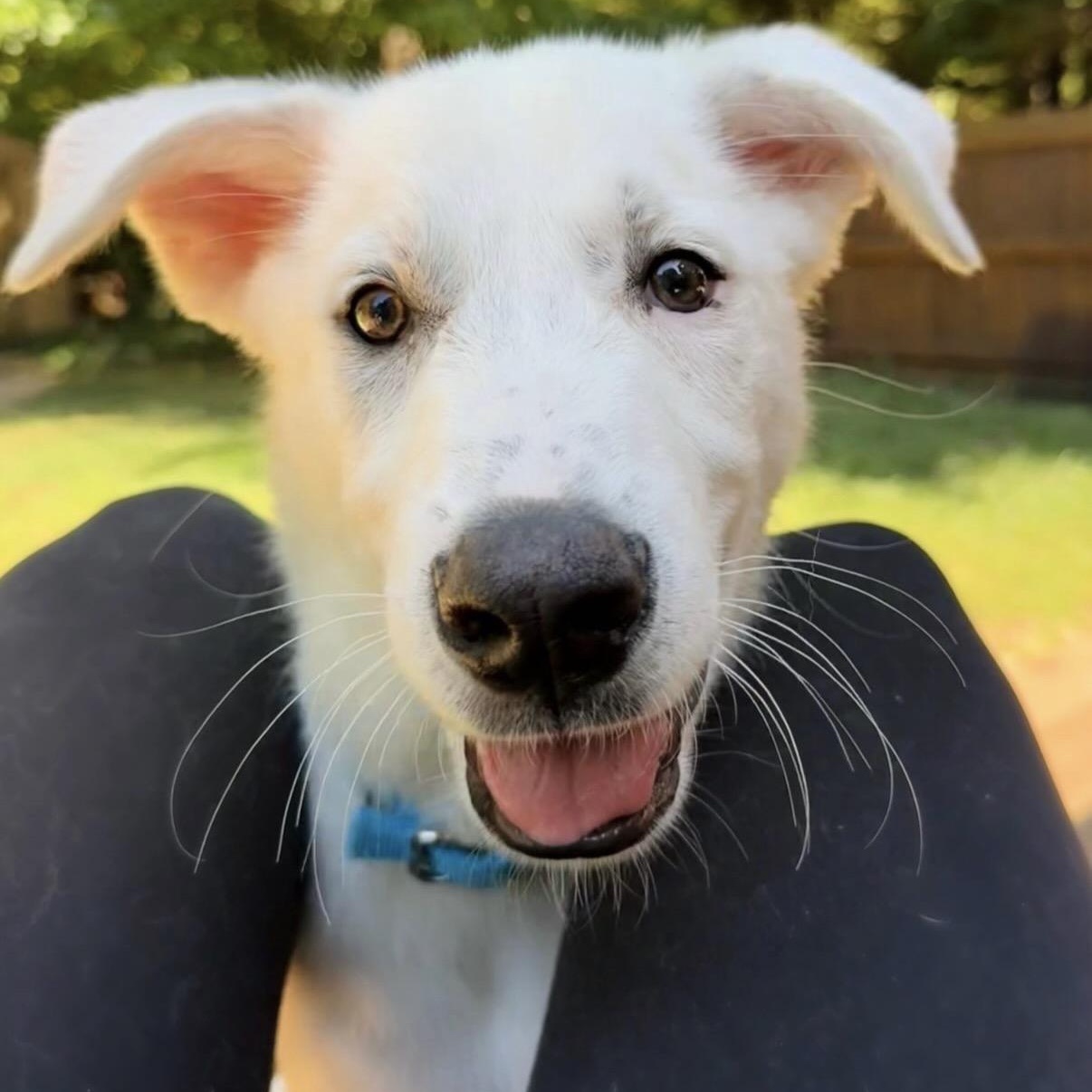 Enlarge Miller, a Adoptable mixed breed in Charlotte, NC image 2/5