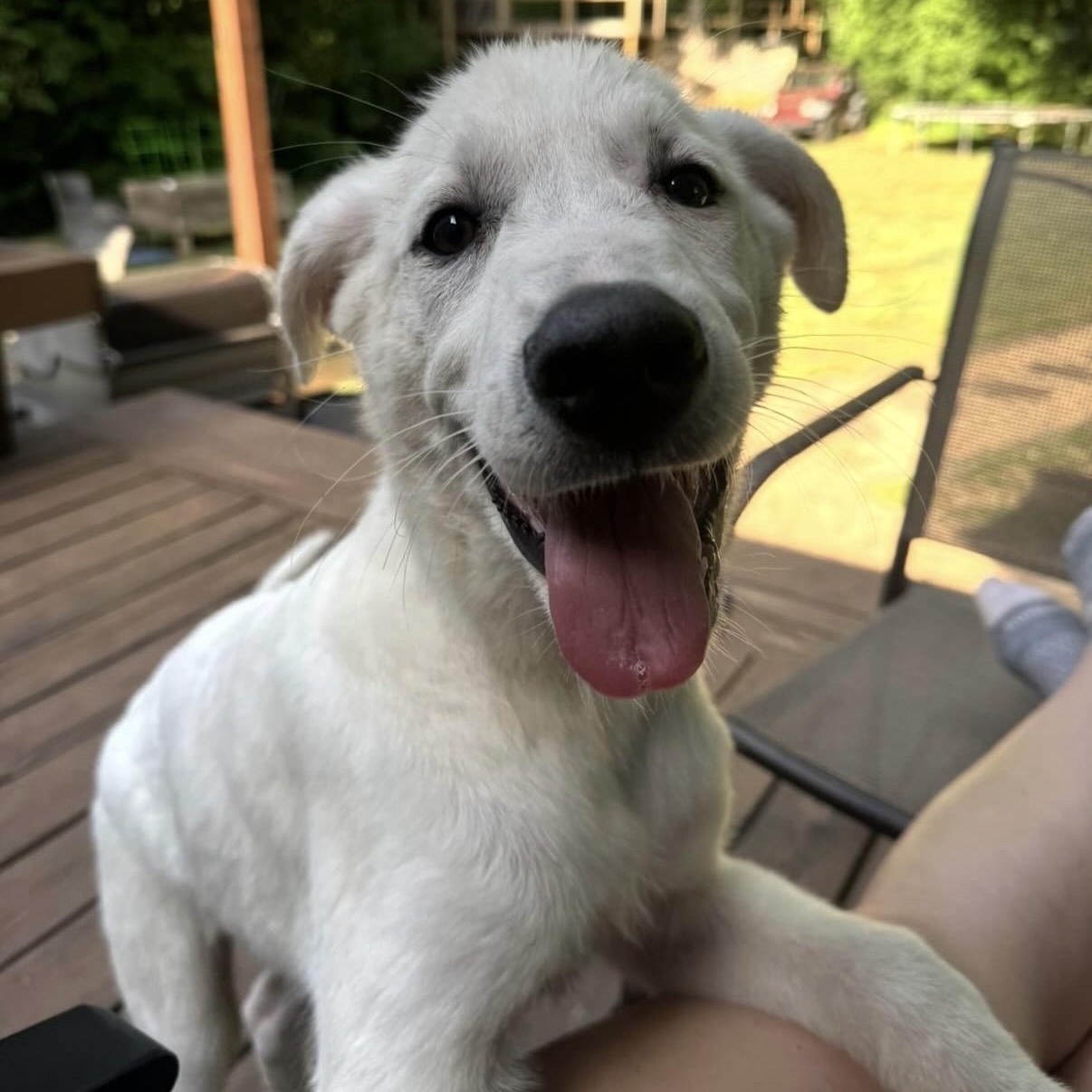 Enlarge Miller, a Adoptable mixed breed in Charlotte, NC image 4/5