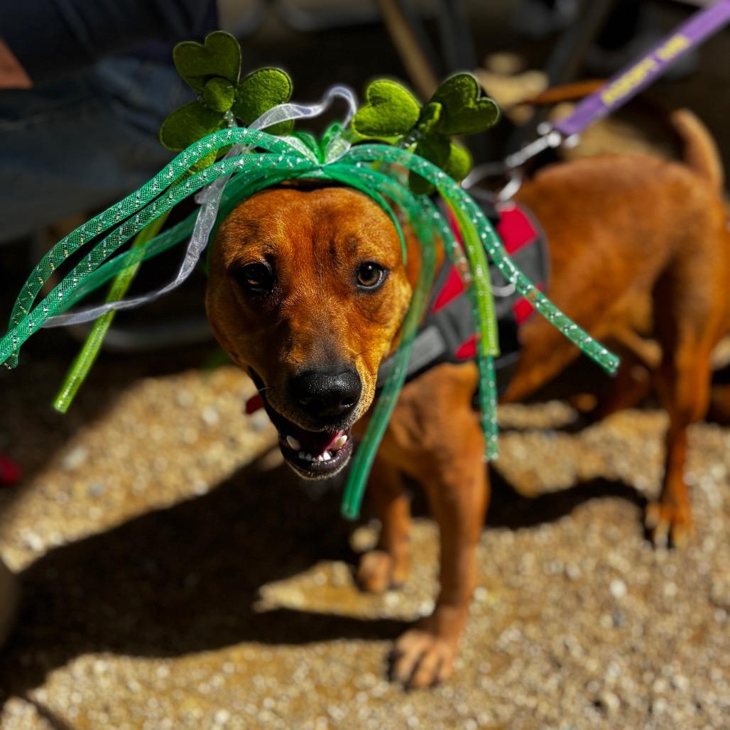 Mossy 26-0018, Adoptable, Young Male Mixed Breed.