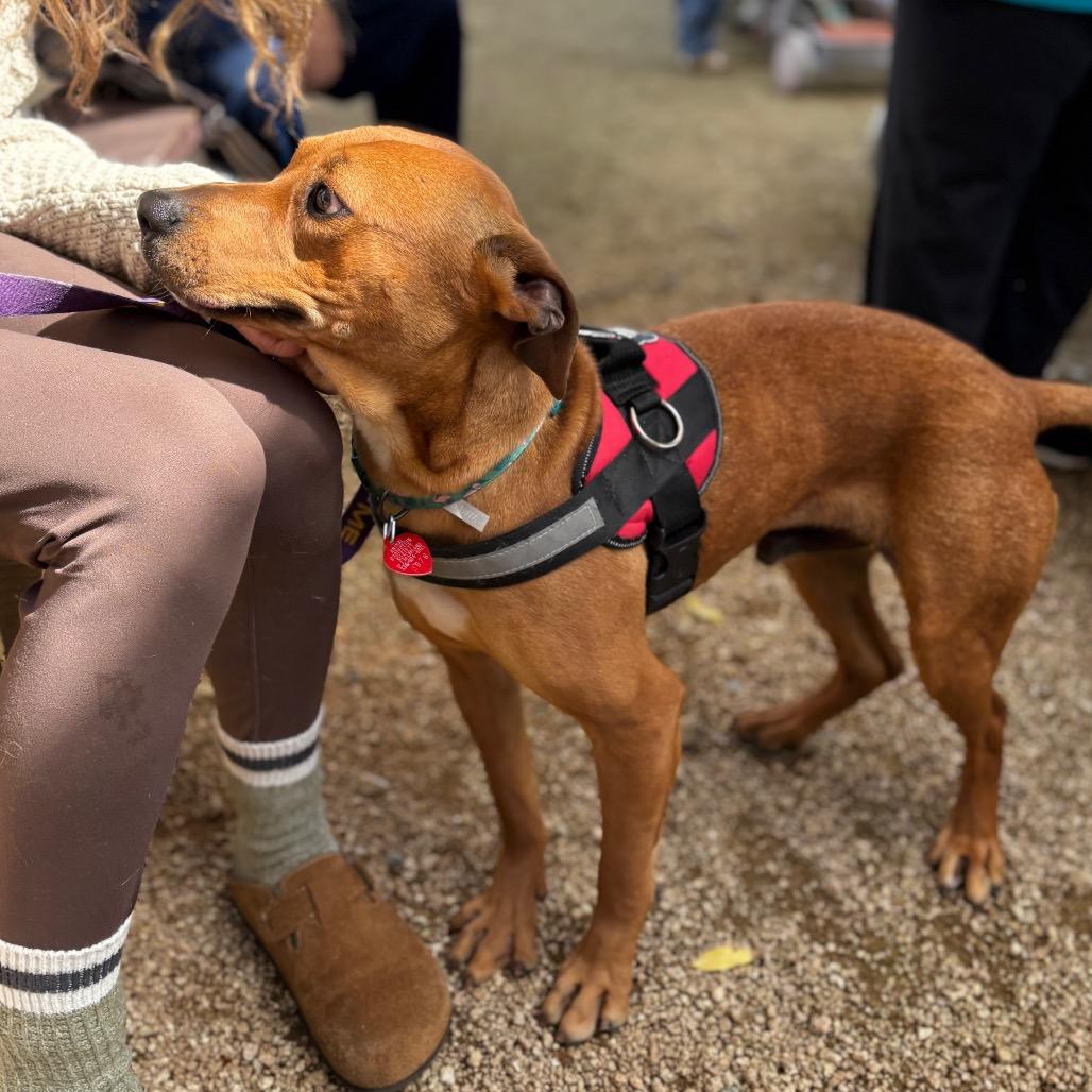 Enlarge Mossy 26-0018, a Adoptable Mixed Breed in Yanceyville, NC image 3/5