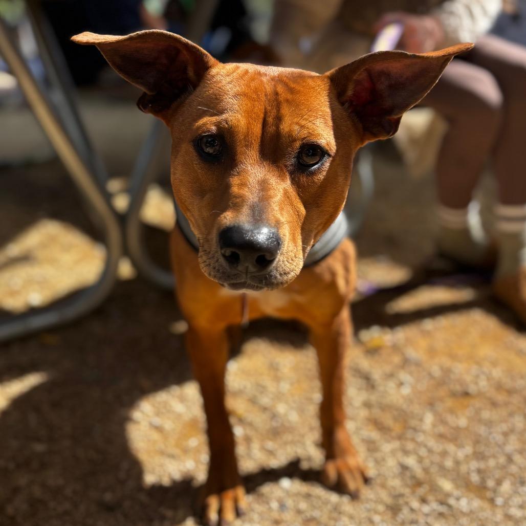 Enlarge Mossy 26-0018, a Adoptable Mixed Breed in Yanceyville, NC image 4/5