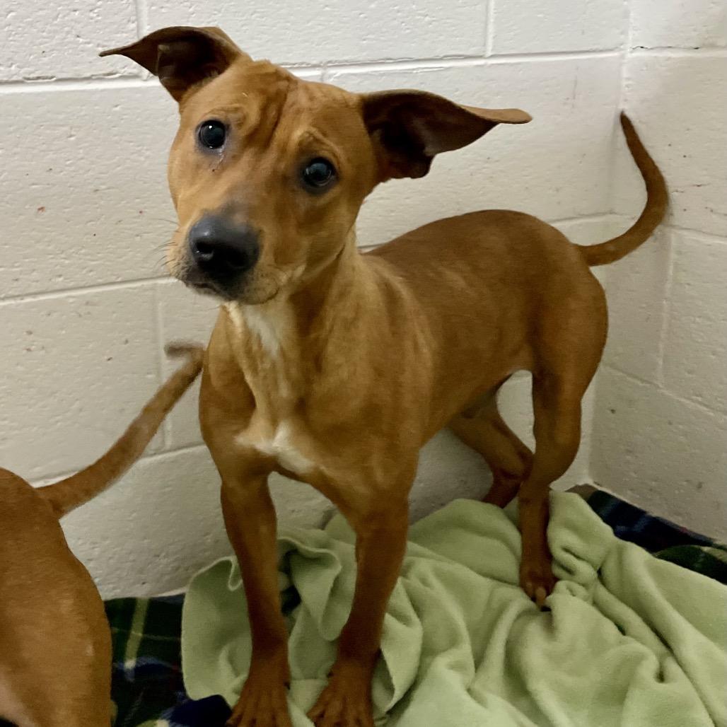 Enlarge Mossy 26-0018, a Adoptable Mixed Breed in Yanceyville, NC image 2/2