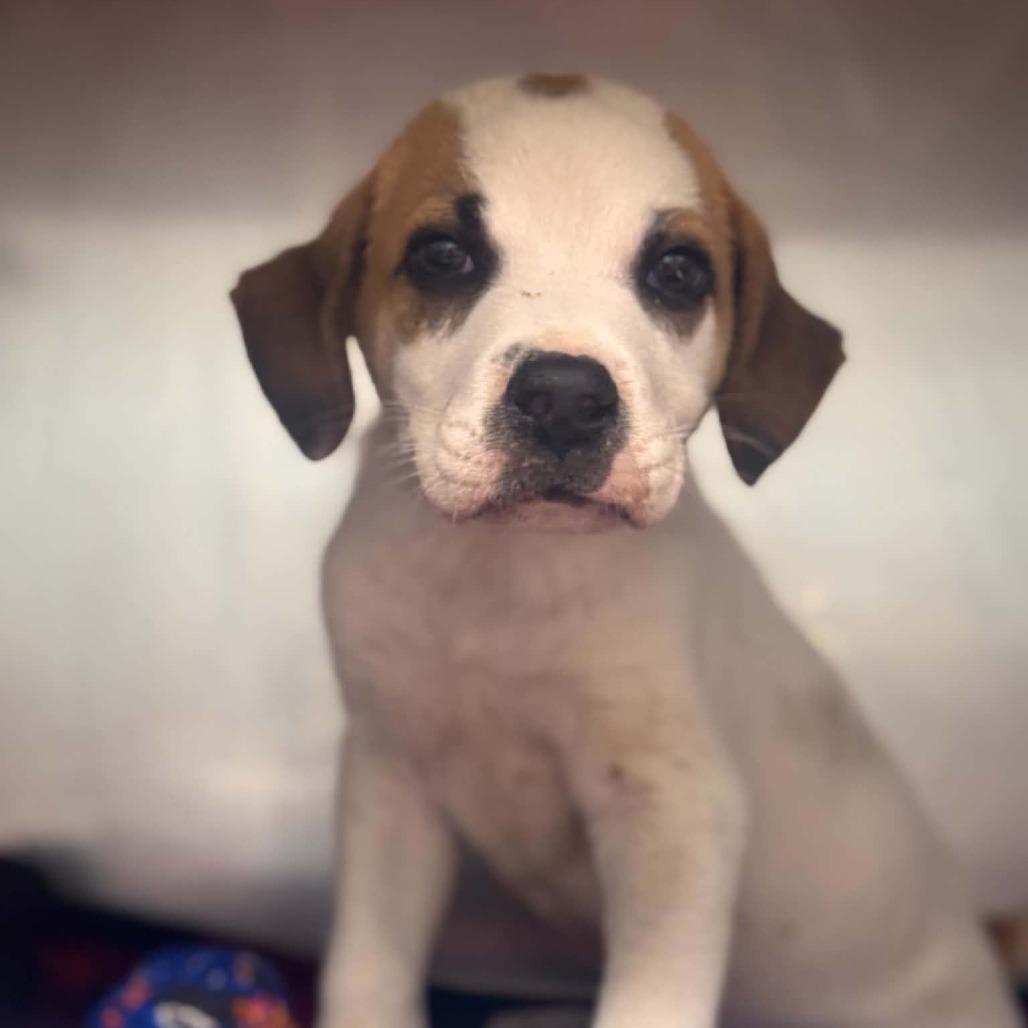 Enlarge Dharma, a Adoptable mixed breed in Starkville, MS image 1/6