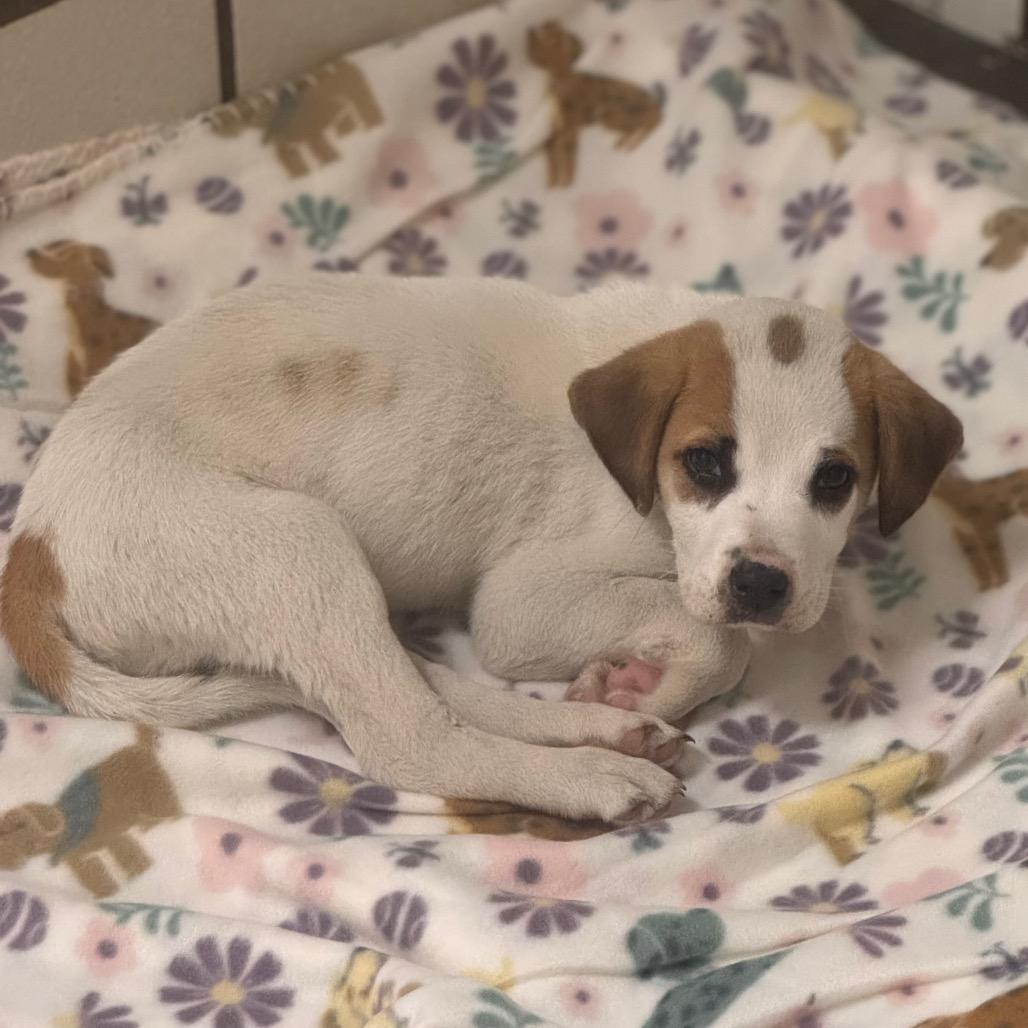 Enlarge Dharma, a Adoptable mixed breed in Starkville, MS image 2/6