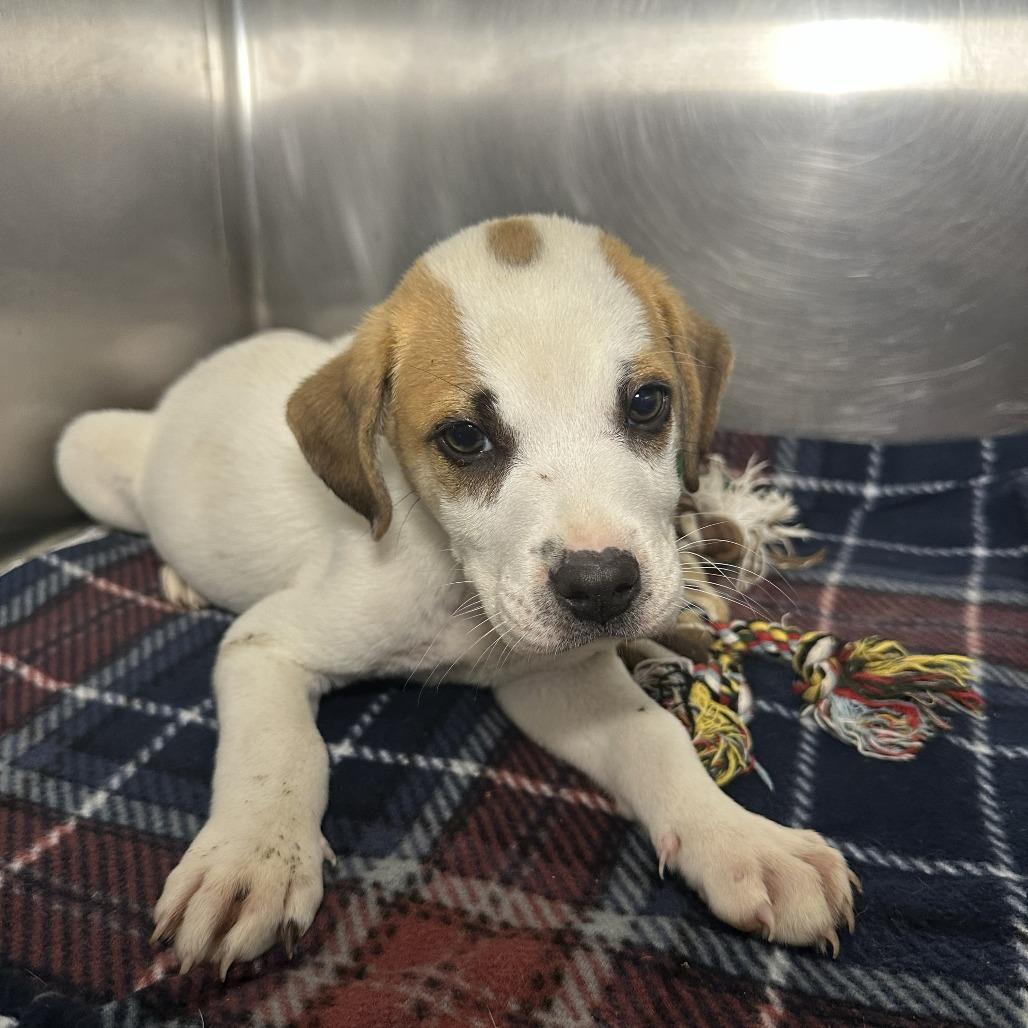 Enlarge Dharma, a Adoptable mixed breed in Starkville, MS image 3/6