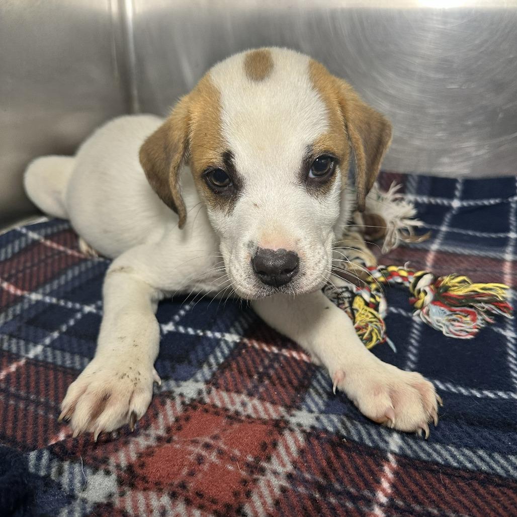 Enlarge Dharma, a Adoptable mixed breed in Starkville, MS image 4/6