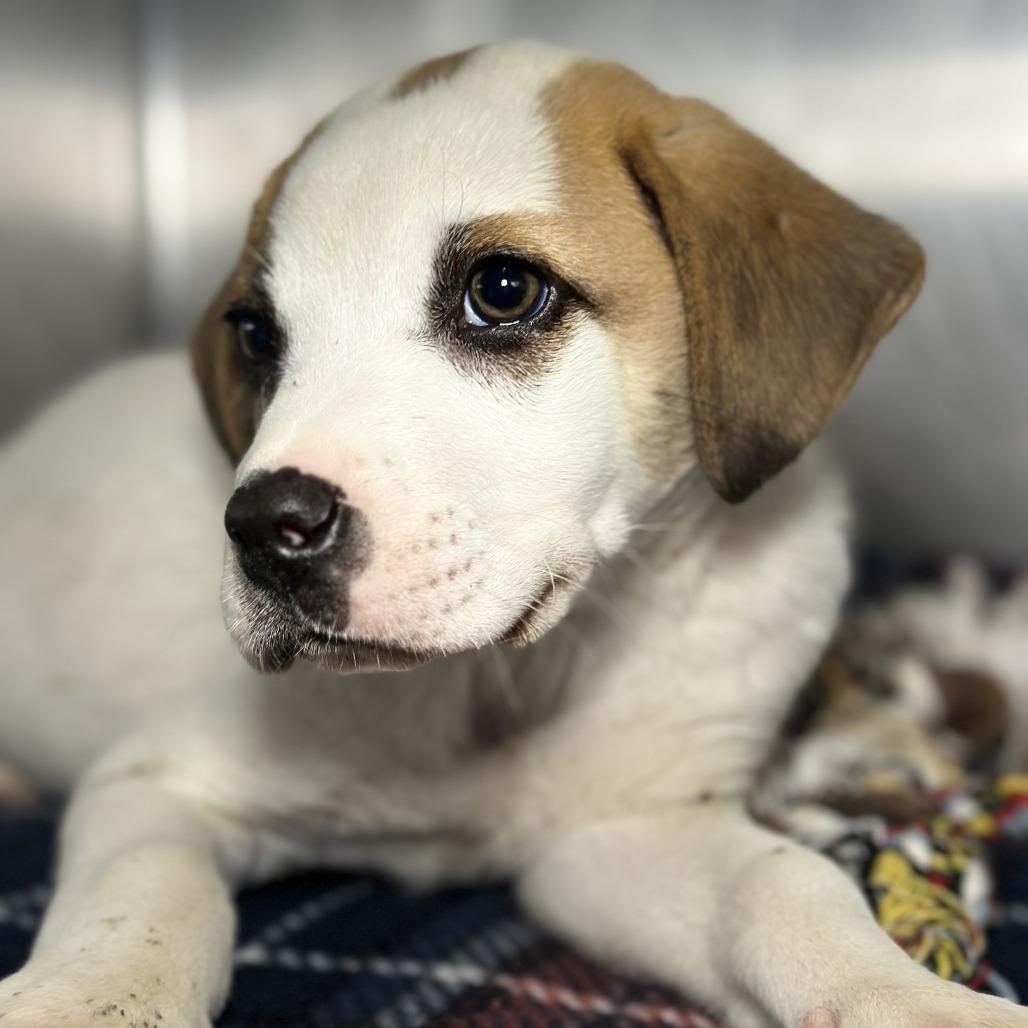 Enlarge Dharma, a Adoptable mixed breed in Starkville, MS image 5/6