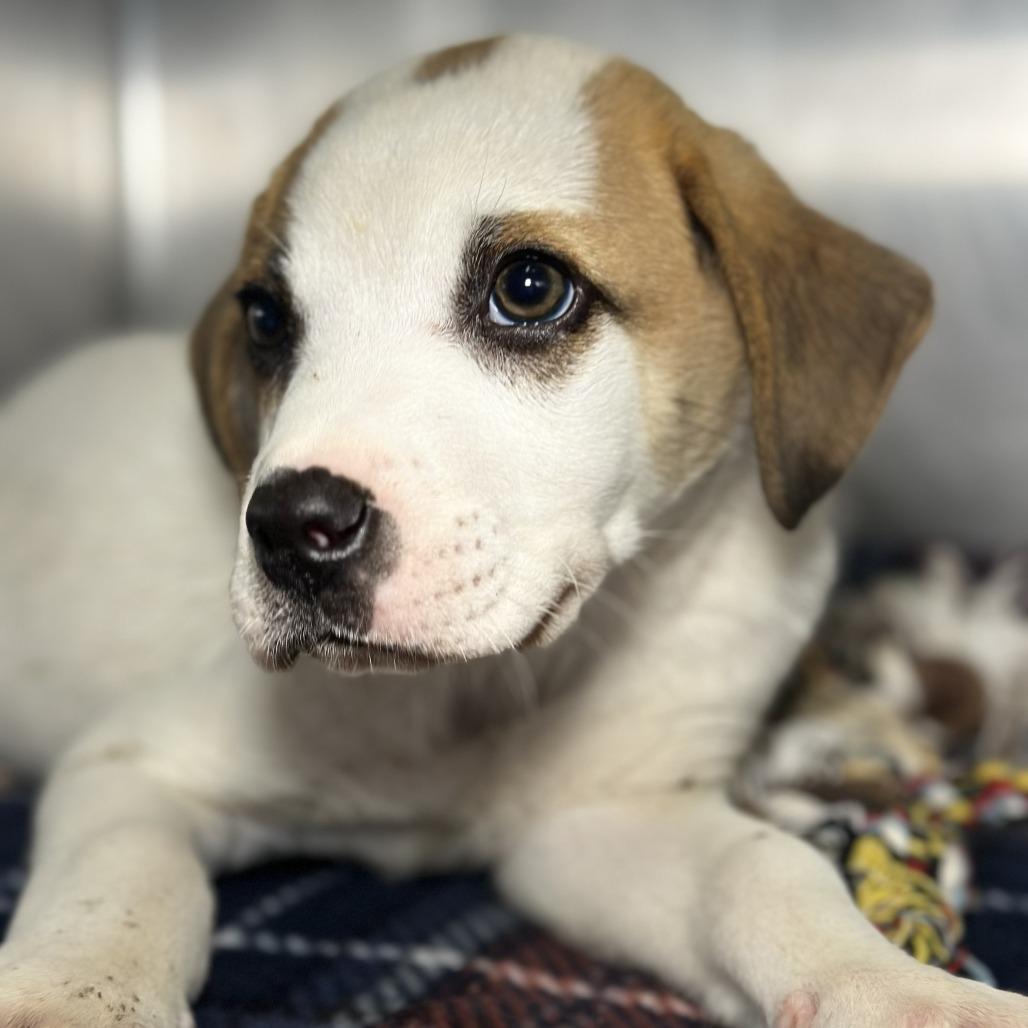 Enlarge Dharma, a Adoptable mixed breed in Starkville, MS image 6/6