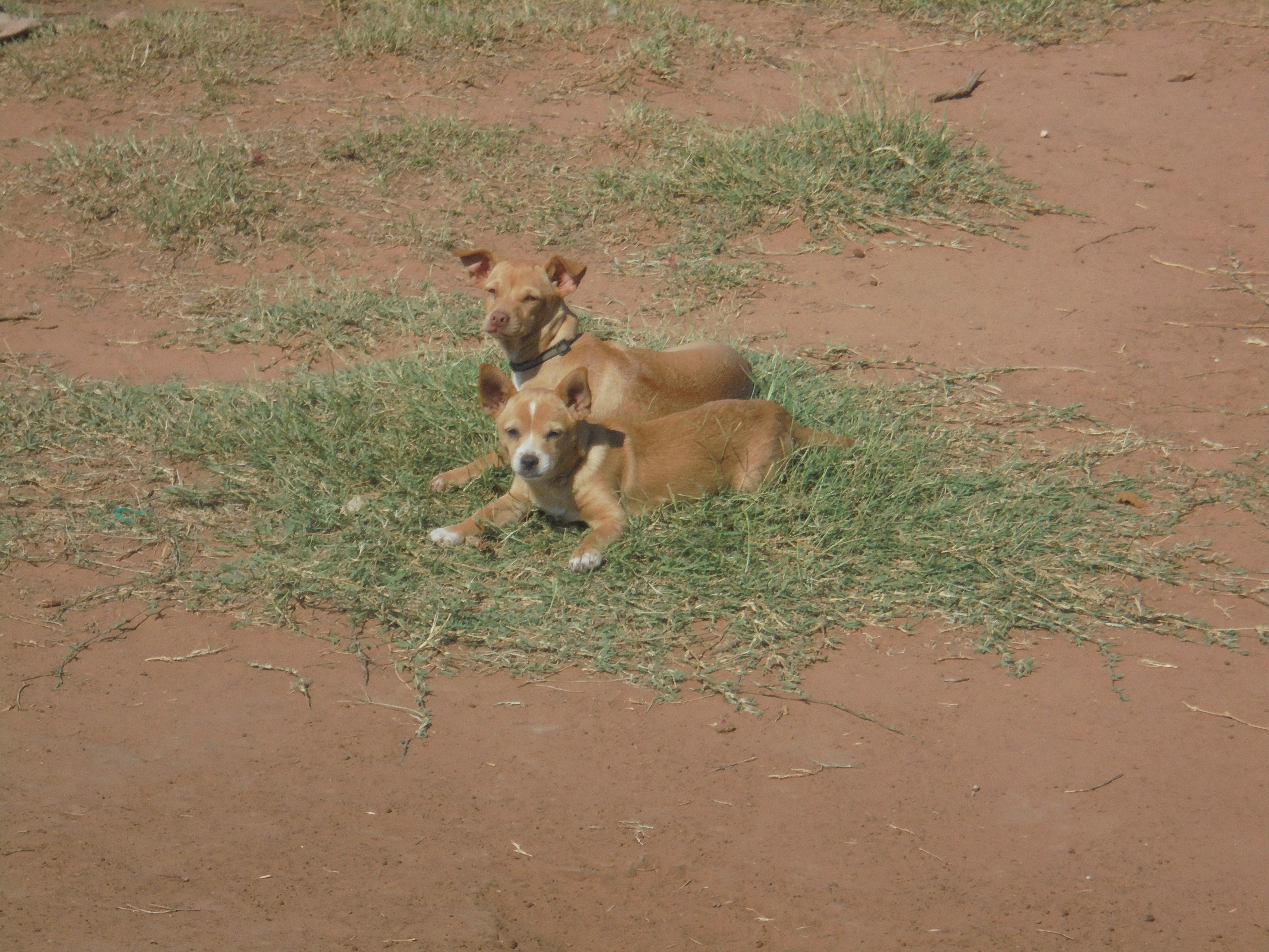 Enlarge Joey, a Adoptable mixed breed in Anton, TX image 1/3