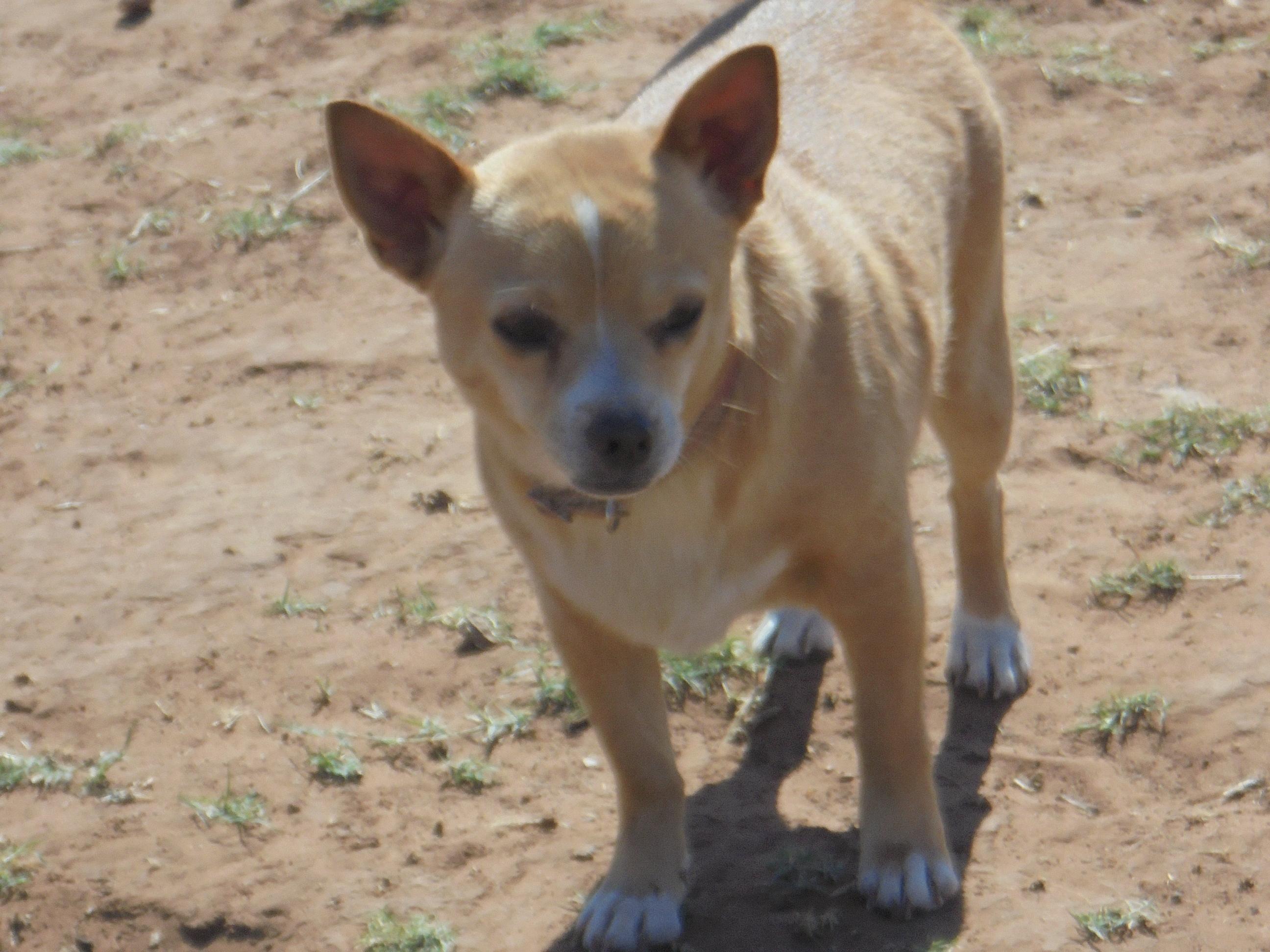 Enlarge Joey, a Adoptable mixed breed in Anton, TX image 2/3