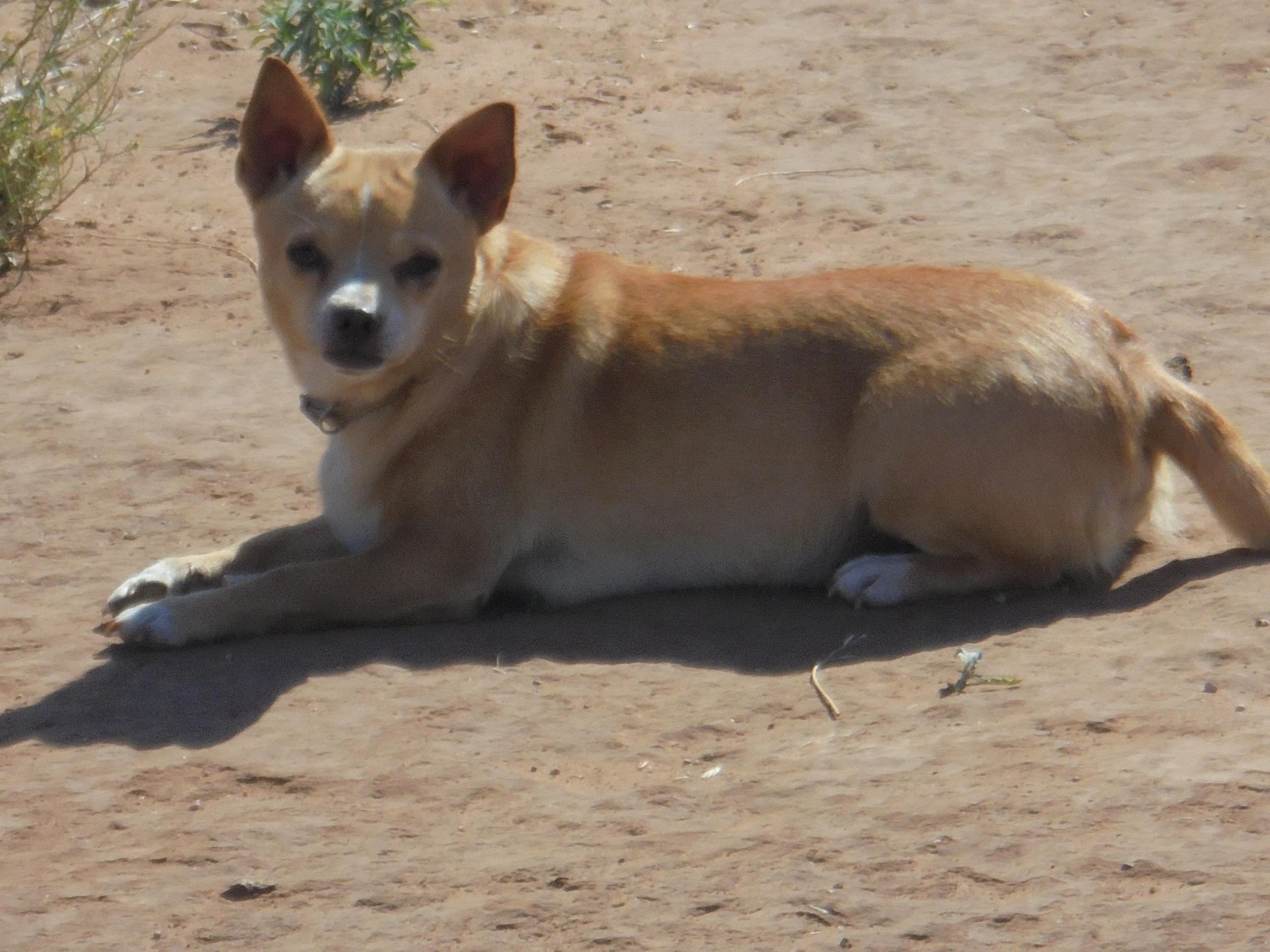 Joey photo 1