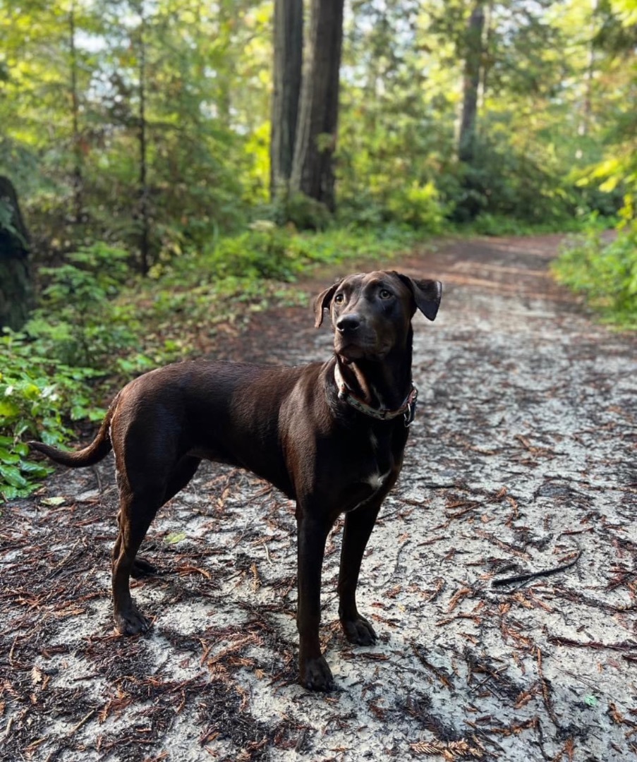 Chloe, a Adopted mixed breed in Willits , CA image 2/5