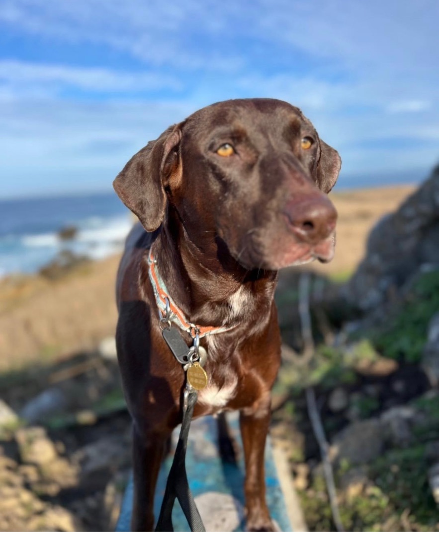 Chloe, a Adopted mixed breed in Willits , CA image 3/5