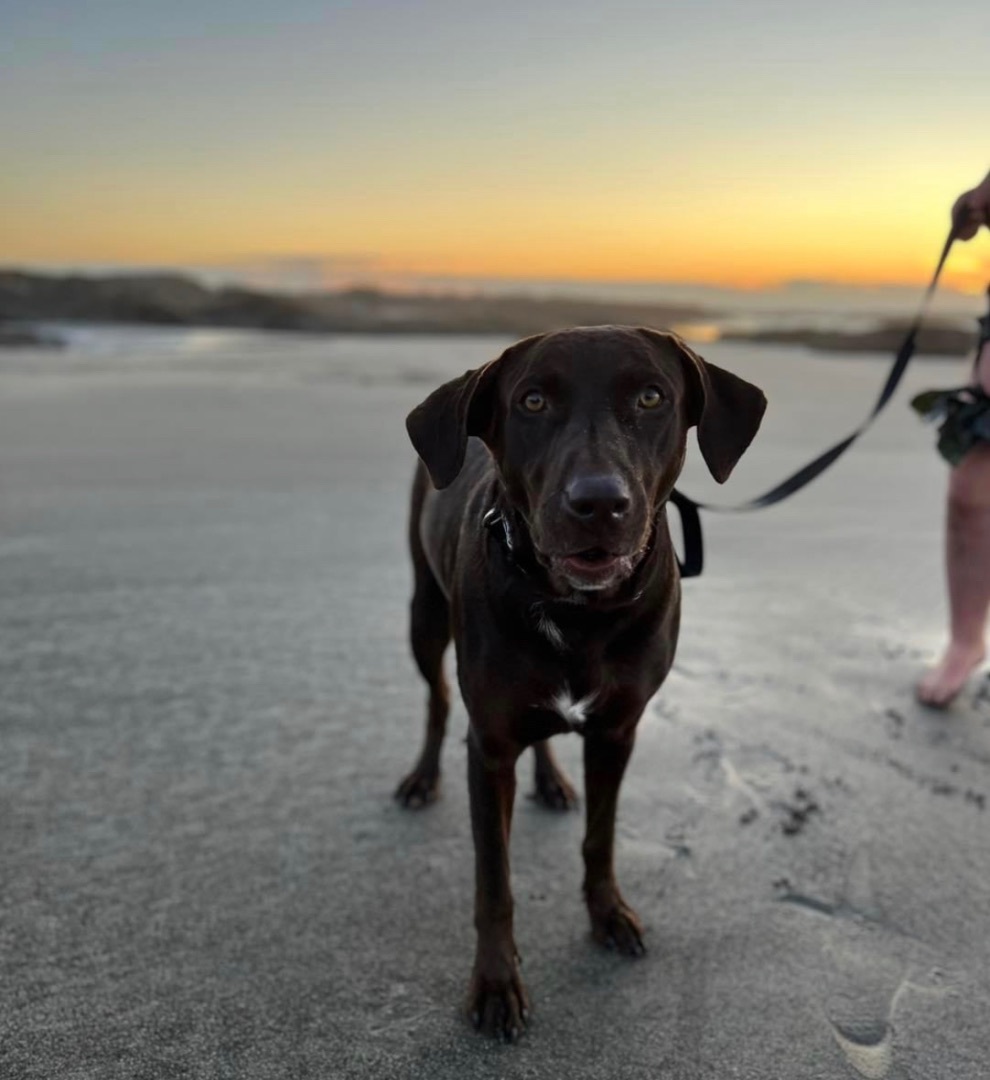 Chloe, a Adopted mixed breed in Willits , CA image 4/5