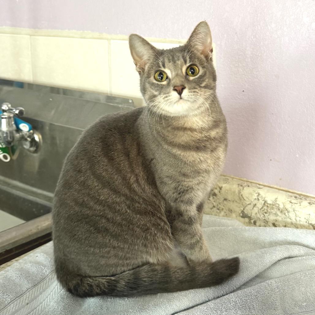 Enlarge Lita, a Adoptable Domestic Short Hair in Mondovi, WI image 1/2