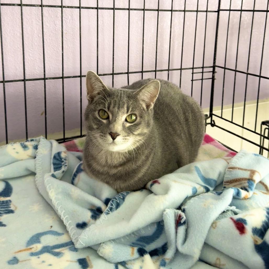 Enlarge Lita, a Adoptable Domestic Short Hair in Mondovi, WI image 2/2