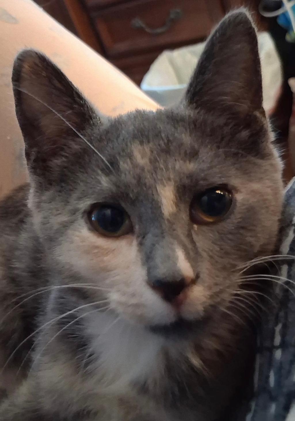 Bella & Rocky, Adoptable, Kitten Female Dilute Tortoiseshell.