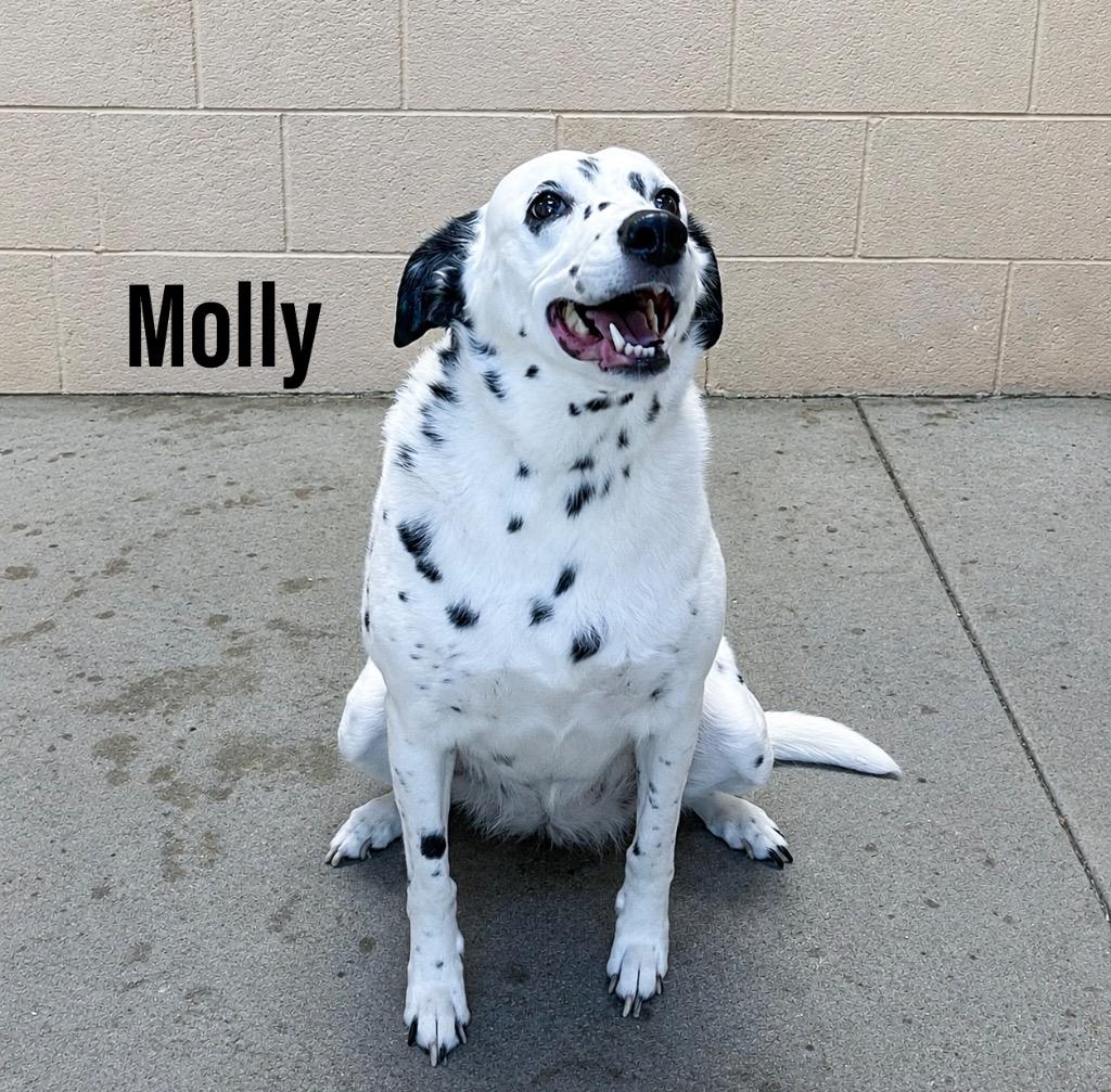 Enlarge Molly, a Adoptable mixed breed in Clearfield, KY image 1/1