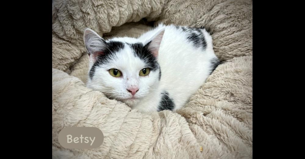 Betsy, Adoptable, Young Female Domestic Short Hair.