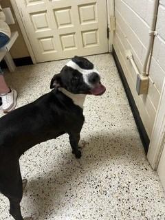 Zuri, Adoptable, Young Female Pit Bull Terrier.