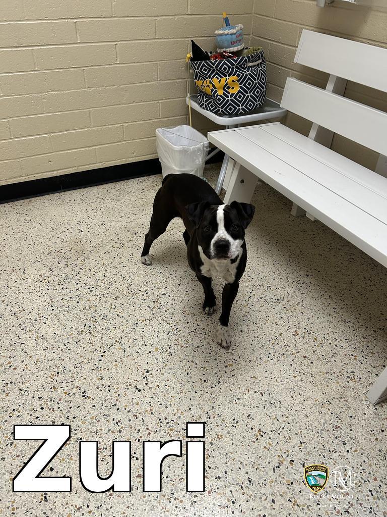 Enlarge Zuri, a Adoptable Pit Bull Terrier in Rocky Mount, NC image 2/4