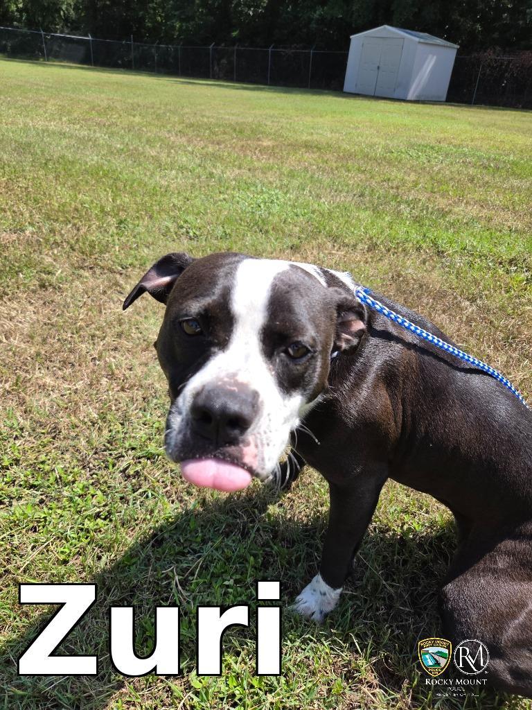 Enlarge Zuri, a Adoptable Pit Bull Terrier in Rocky Mount, NC image 3/4