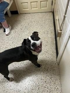Enlarge Zuri, a Adoptable Pit Bull Terrier in Rocky Mount, NC image 4/4