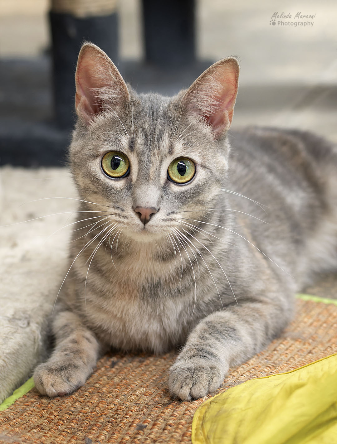 Destiny, Baby Female Domestic Short Hair
