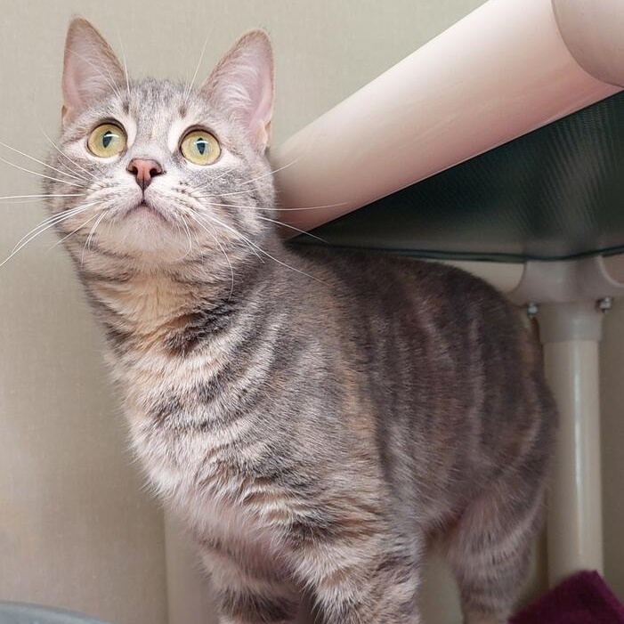 Destiny, an adoptable mixed breed in Saint Marys, PA image 2/2